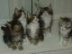 Maine Coon Cats for sale in Chicago, IL 60602, USA. price: $300