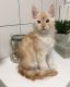 Maine Coon Cats for sale in Northern Virginia, VA, USA. price: $800