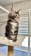 Maine Coon Cats for sale in Malden, MA 02148, USA. price: $400