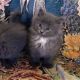 Maine Coon Cats for sale in Farmersville, PA 17522, USA. price: $250