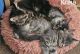 Maine Coon Cats for sale in Metcalf, GA 31792, USA. price: $500