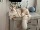 Maine Coon Cats for sale in Dallas, TX 75202, USA. price: $3,000