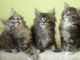 Maine Coon Cats for sale in Lititz, PA 17543, USA. price: $500