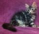 Maine Coon Cats for sale in Atlanta, GA 30310, USA. price: $500