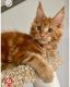 Maine Coon Cats for sale in Norfolk, VA, USA. price: $650