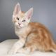 Maine Coon Cats for sale in Virginia Beach, VA, USA. price: $800