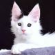 Maine Coon Cats for sale in Dallas, Texas. price: $600