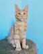 Maine Coon Cats for sale in Dallas, Texas. price: $600