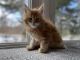 Maine Coon Cats for sale in New York City, New York. price: $550