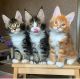 Maine Coon Cats for sale in Albany, Indiana. price: $300