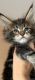 Maine Coon Cats for sale in Paterson, New Jersey. price: $400