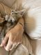Maine Coon Cats for sale in San Antonio, Texas. price: $4,000