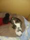 Maine Coon Cats for sale in Newark, New Jersey. price: $150