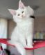 Maine Coon Cats for sale in Alpharetta, GA, USA. price: $600