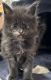 Maine Coon Cats for sale in Cross Plains, Indiana. price: NA
