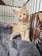 Maine Coon Cats for sale in Disputanta, Virginia. price: $150,000