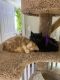 Maine Coon Cats for sale in North Tonawanda, New York. price: $95,000