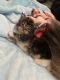 Maine Coon Cats for sale in San Antonio, TX, USA. price: $1,500