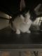 Maine Coon Cats for sale in Freeport, New York. price: $65