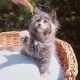Maine Coon Cats for sale in Oklahoma City, Oklahoma. price: $300
