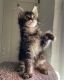 Maine Coon Cats for sale in Oklahoma City, Oklahoma. price: $400