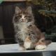 Maine Coon Cats for sale in Oklahoma City, Oklahoma. price: $230