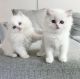 Maine Coon Cats for sale in New York City, New York. price: $450