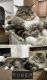 Maine Coon Cats for sale in San Antonio, TX, USA. price: $1,500