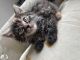 Maine Coon Cats for sale in New York, New York. price: $500