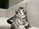 Maine Coon Cats for sale in Belleview, Florida. price: $800