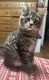 Maine Coon Cats for sale in Toccoa, GA 30577, USA. price: $1,800