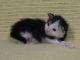 Maine Coon Cats for sale in Little Rock, Arkansas. price: $1,500