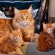 Maine Coon Cats for sale in Los Angeles, California. price: $750