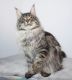 Maine Coon Cats for sale in Battle Creek, Michigan. price: $1,400