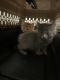 Maine Coon Cats for sale in Chantilly, Virginia. price: $2,500