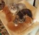 Maine Coon Cats for sale in Covington, GA, USA. price: NA