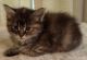 Maine Coon Cats for sale in Covington, GA, USA. price: NA