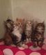 Maine Coon Cats for sale in Tempe, AZ, USA. price: NA