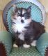 Maine Coon Kittens Males and Females