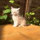 Maine Coon Cats for sale in Delvinë District, Albania. price: NA