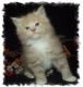 Maine Coon Cats for sale in Birmingham, AL, USA. price: NA