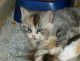 Maine Coon Cats for sale in Danville, VA, USA. price: NA