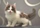 Maine Coon Cats for sale in Mississauga, ON, Canada. price: $456
