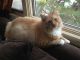 Maine Coon Cats for sale in Sussex, NJ 07461, USA. price: NA