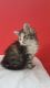 CFA registered Beautiful Maine Coon kittens Text us on (xxx) xxx-xxx9