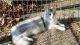 Maine Coon Cats for sale in Holstein, ON N0G 2A0, Canada. price: $1,000
