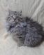 Maine Coon Cats for sale in Chicago, IL, USA. price: $300