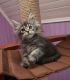 Maine Coon Cats for sale in New York, NY 10033, USA. price: NA