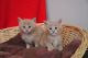 Maine Coon Cats for sale in Tulsa, OK 74134, USA. price: NA