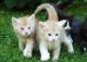 Maine Coon Cats for sale in Oklahoma City, OK 73160, USA. price: NA